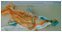 IRA Kunststoffe Fisch